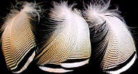 �������� �� ������ /media/products/hareline/lemonwoodduck.jpg